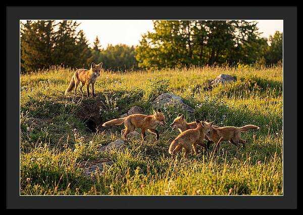 Playful Red Fox Cubs