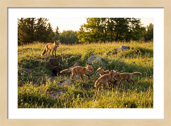 Playful Red Fox Cubs