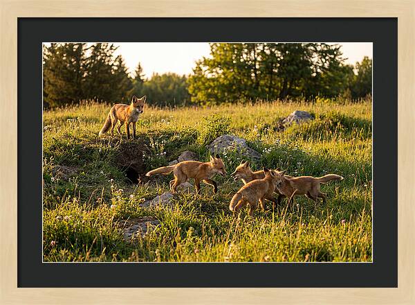 Playful Red Fox Cubs