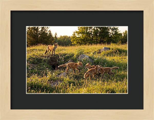 Playful Red Fox Cubs