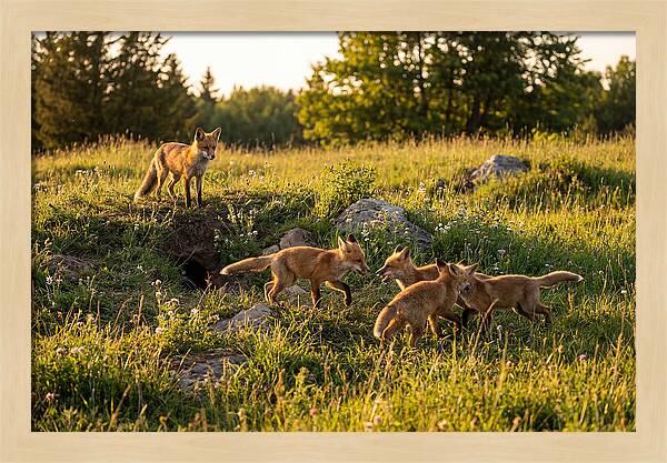 Playful Red Fox Cubs