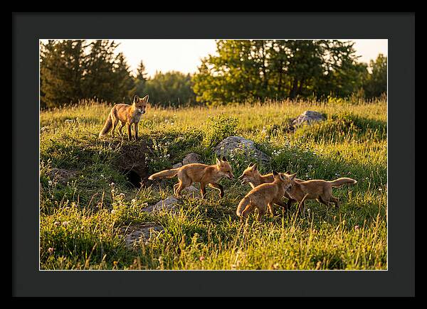 Playful Red Fox Cubs