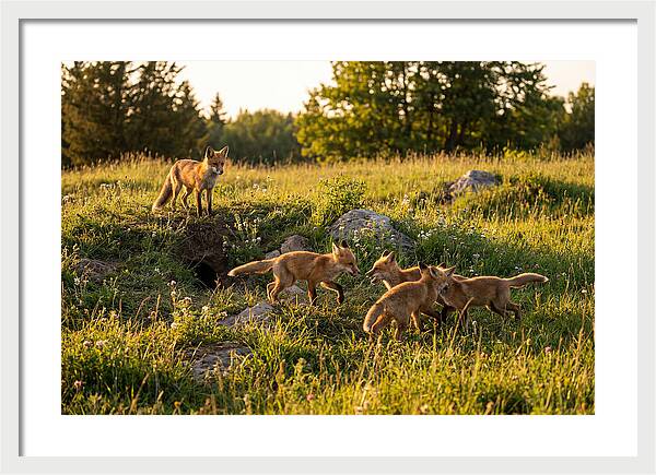 Playful Red Fox Cubs