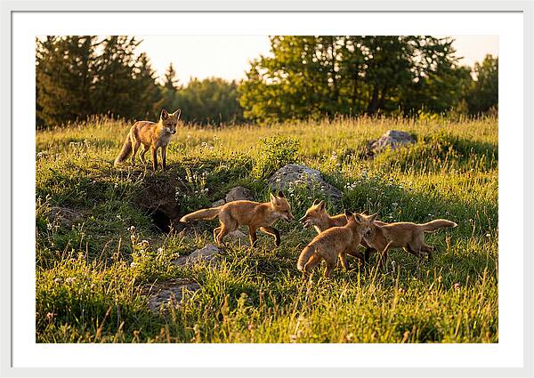 Playful Red Fox Cubs