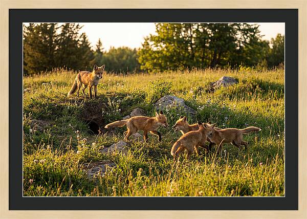 Playful Red Fox Cubs