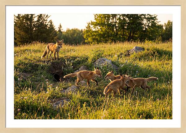 Playful Red Fox Cubs