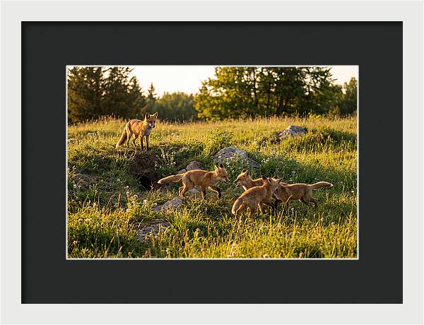 Playful Red Fox Cubs