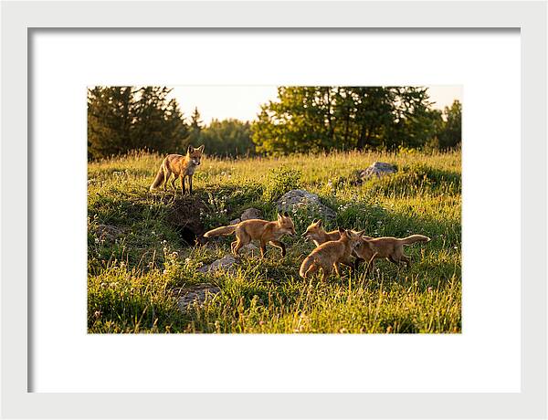Playful Red Fox Cubs