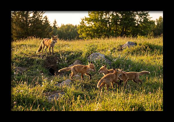 Playful Red Fox Cubs