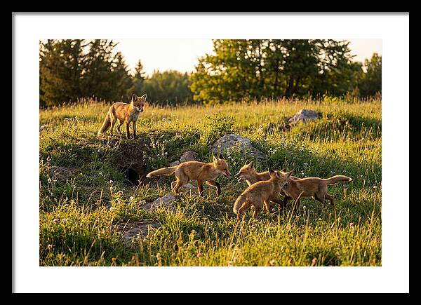 Playful Red Fox Cubs