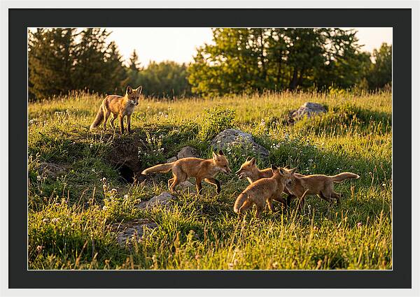 Playful Red Fox Cubs