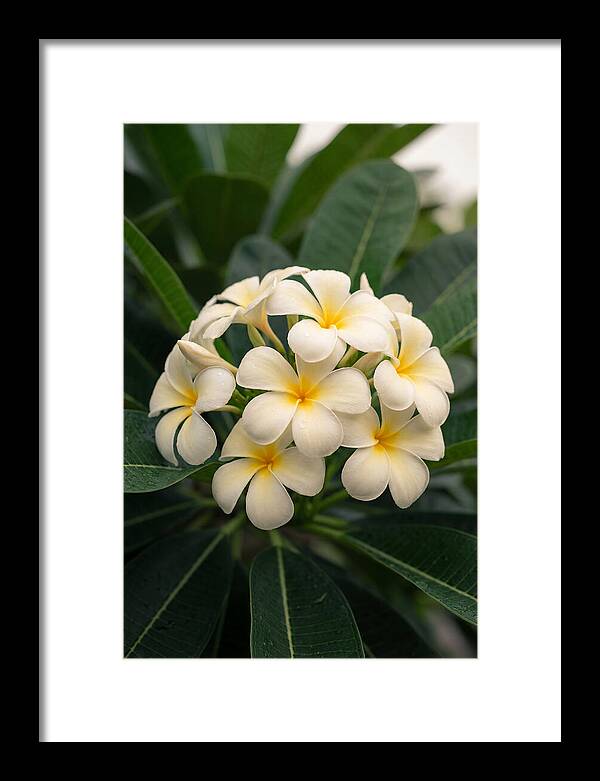 Plumeria Blossom Serenity