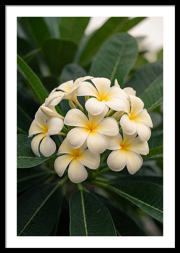 Plumeria Blossom Serenity