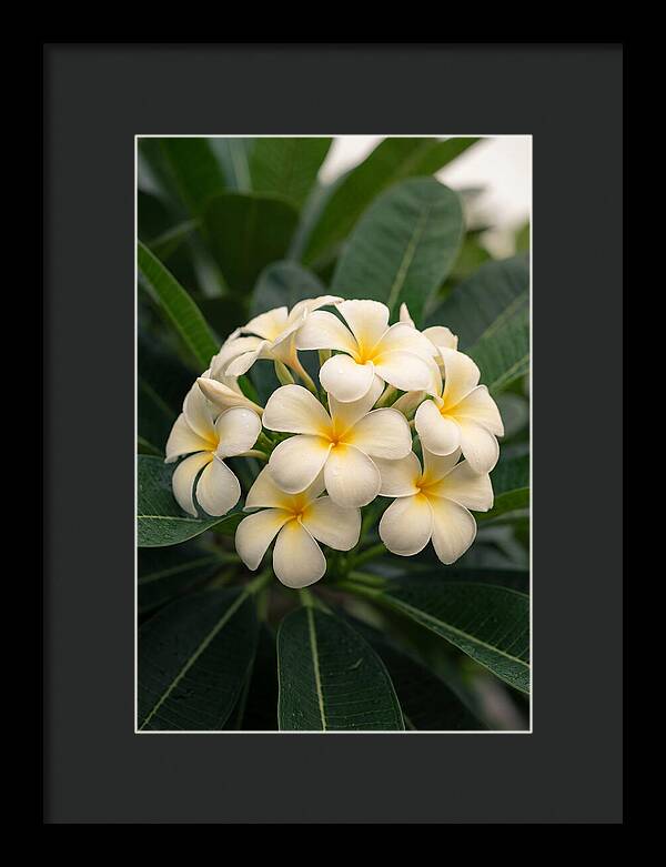 Plumeria Blossom Serenity