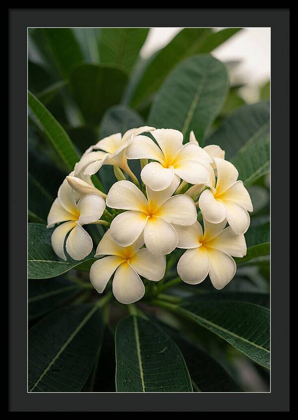 Plumeria Blossom Serenity