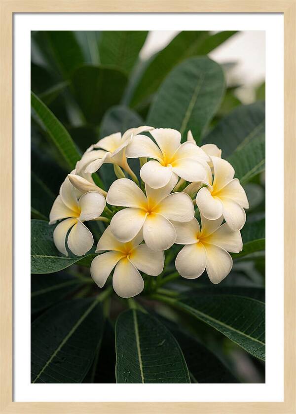 Plumeria Blossom Serenity