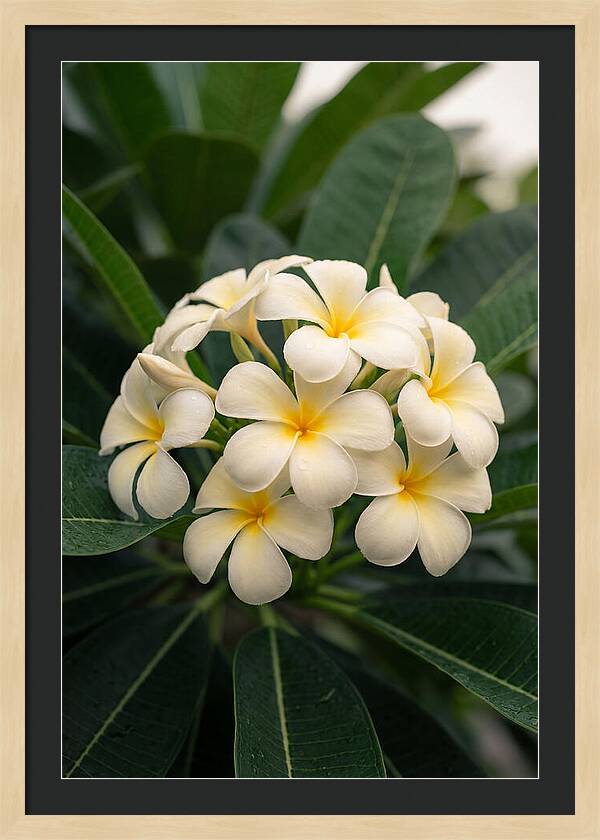 Plumeria Blossom Serenity