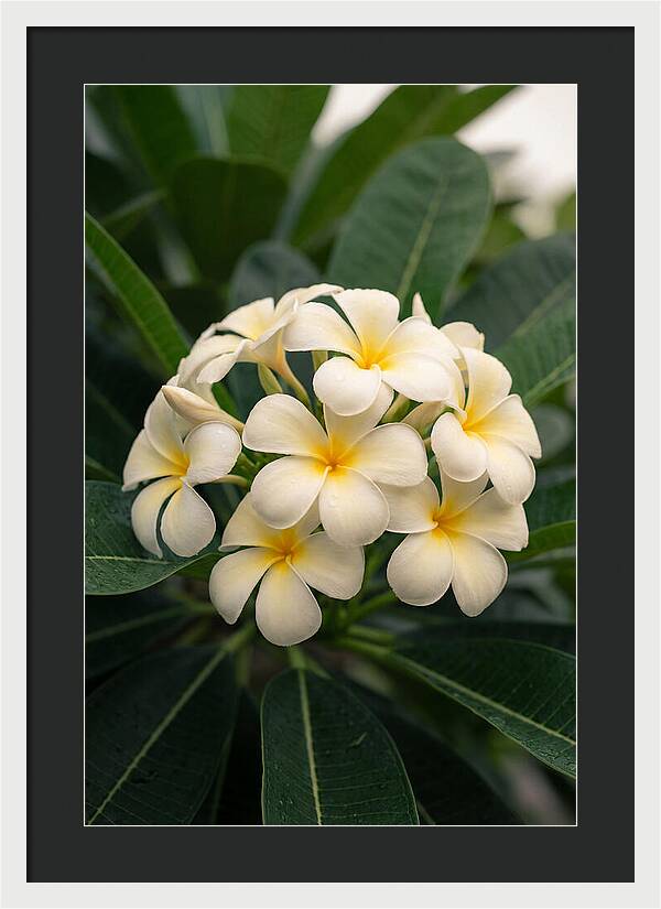 Plumeria Blossom Serenity