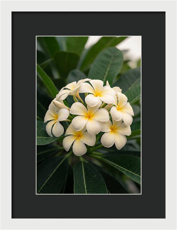 Plumeria Blossom Serenity