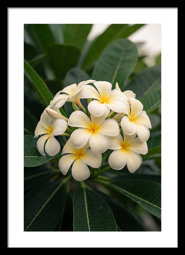 Plumeria Blossom Serenity