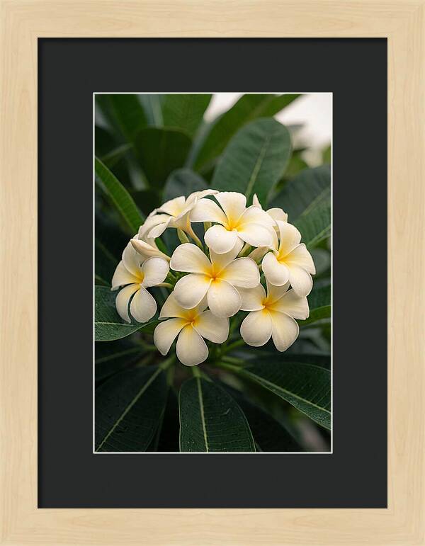 Plumeria Blossom Serenity
