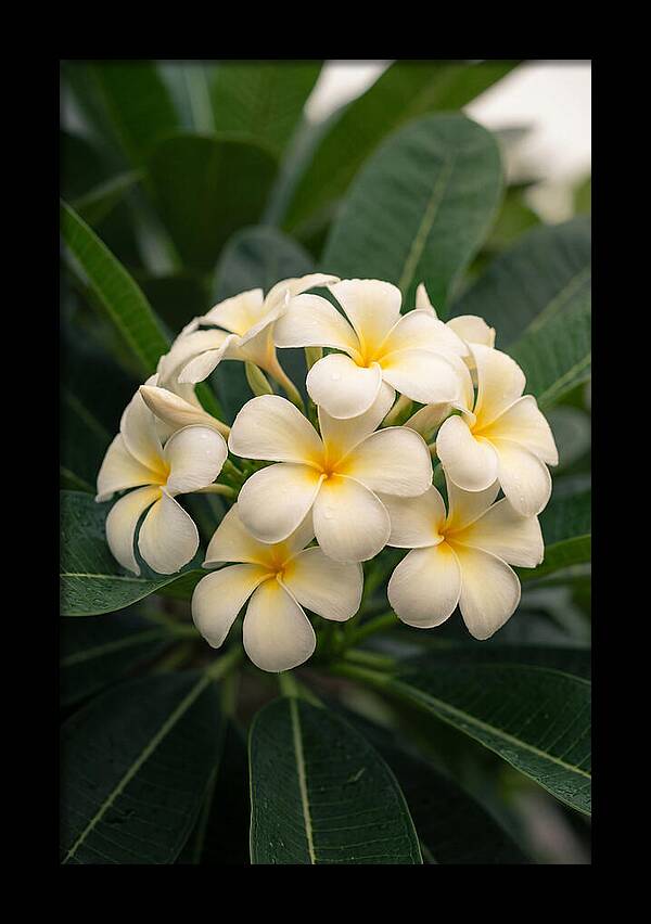 Plumeria Blossom Serenity