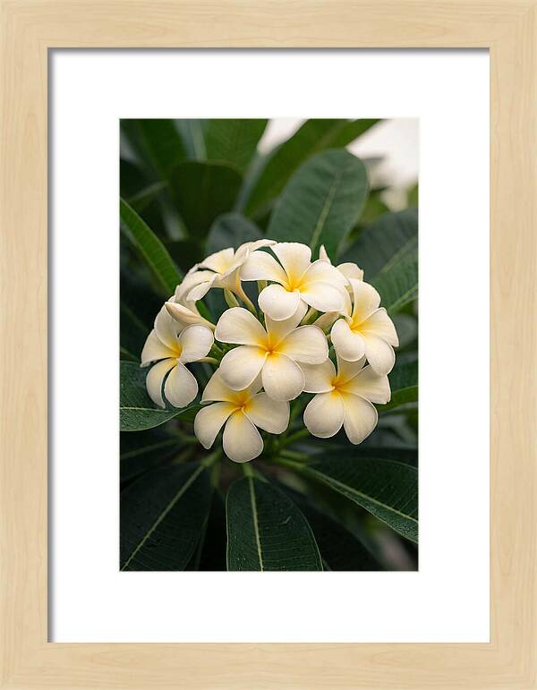 Plumeria Blossom Serenity