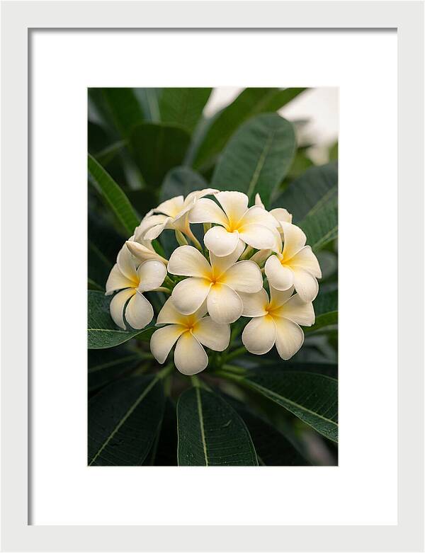 Plumeria Blossom Serenity