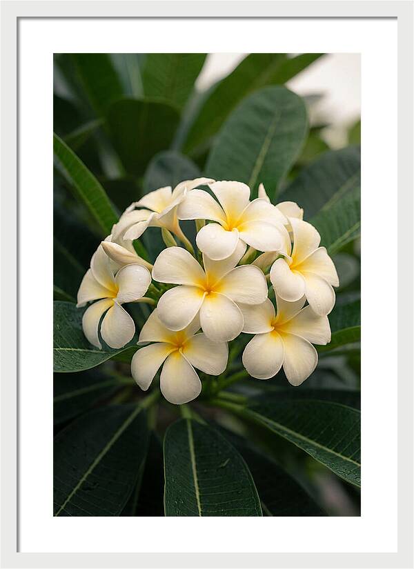 Plumeria Blossom Serenity