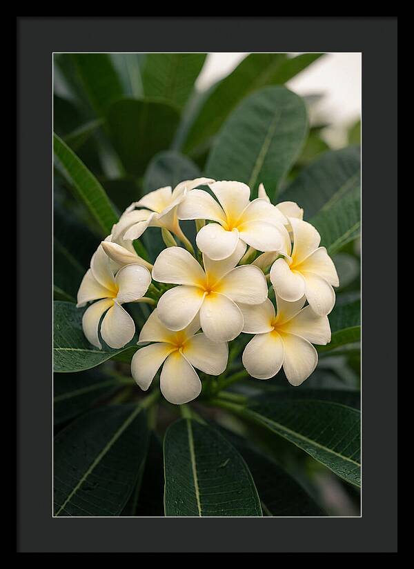 Plumeria Blossom Serenity
