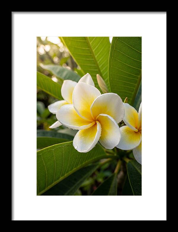 Plumeria Blossoms In Paradise
