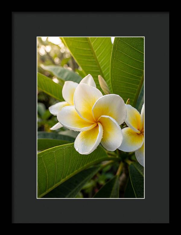 Plumeria Blossoms In Paradise