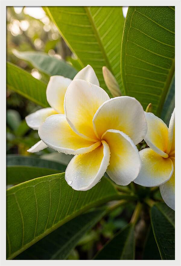 Plumeria Blossoms In Paradise