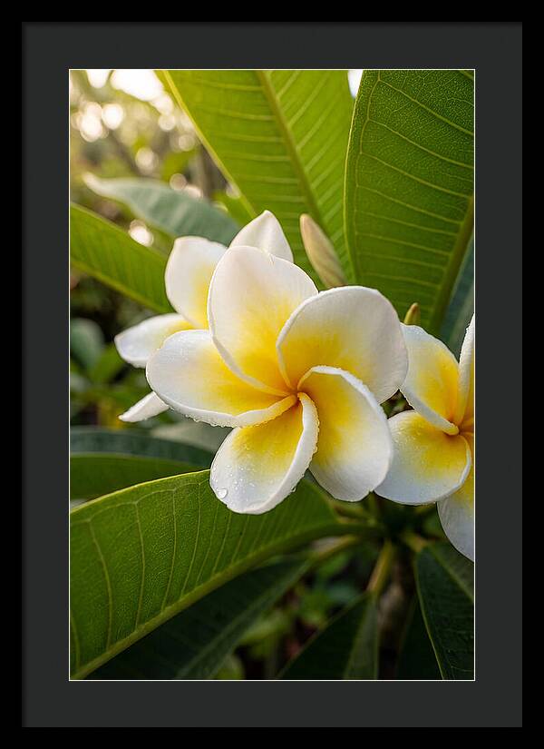 Plumeria Blossoms In Paradise