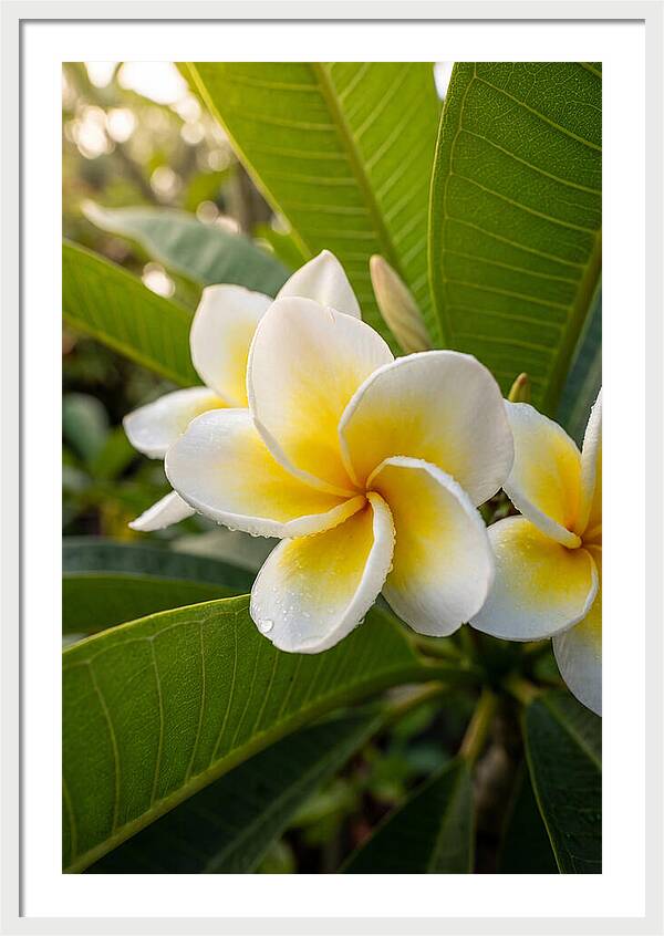 Plumeria Blossoms In Paradise
