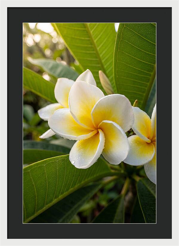 Plumeria Blossoms In Paradise