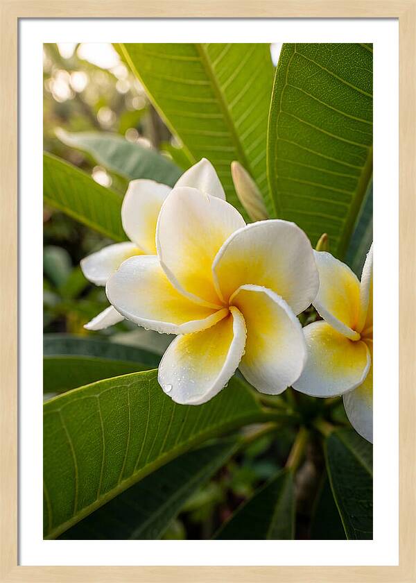 Plumeria Blossoms In Paradise