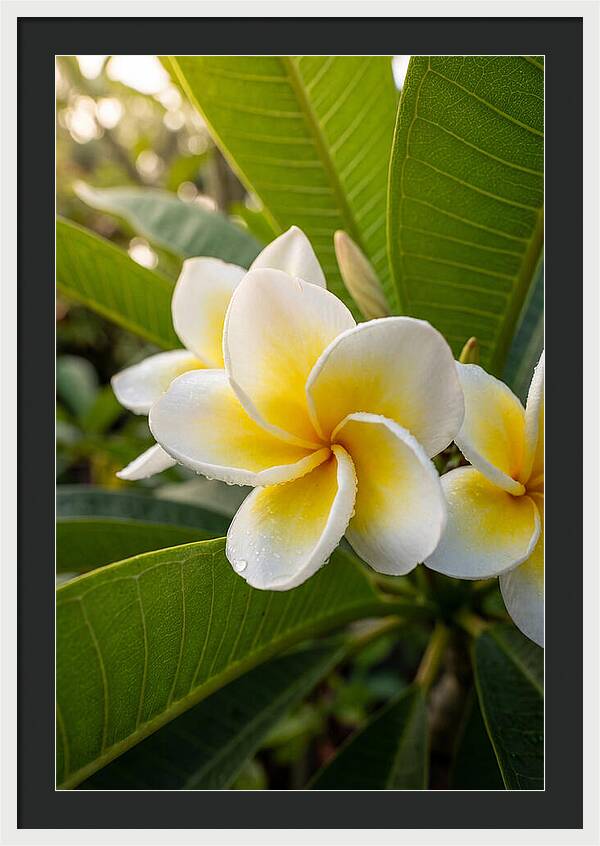 Plumeria Blossoms In Paradise