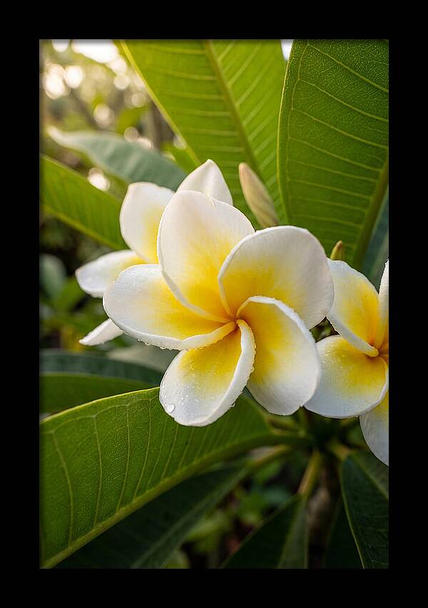 Plumeria Blossoms In Paradise