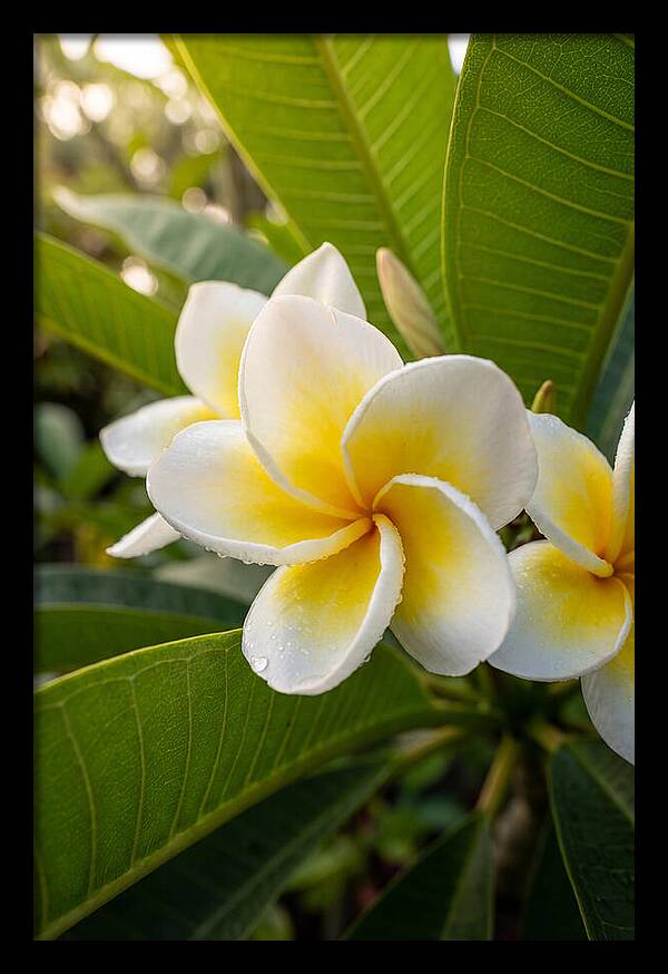 Plumeria Blossoms In Paradise
