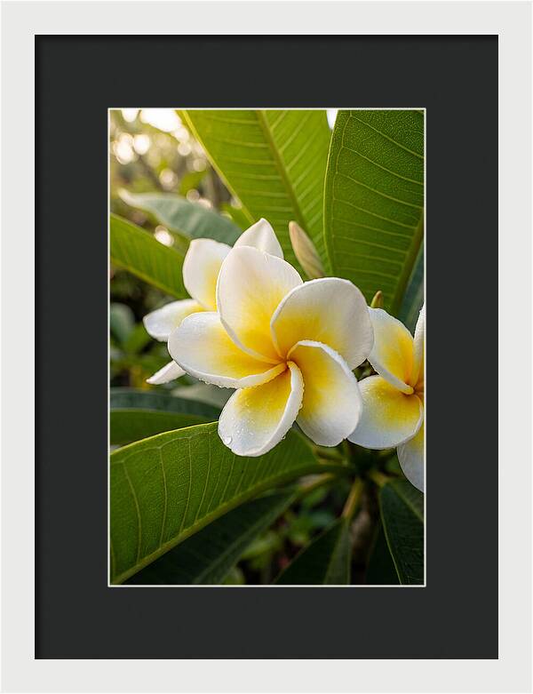 Plumeria Blossoms In Paradise