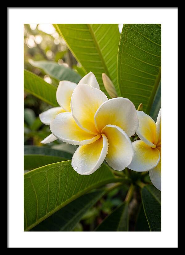 Plumeria Blossoms In Paradise