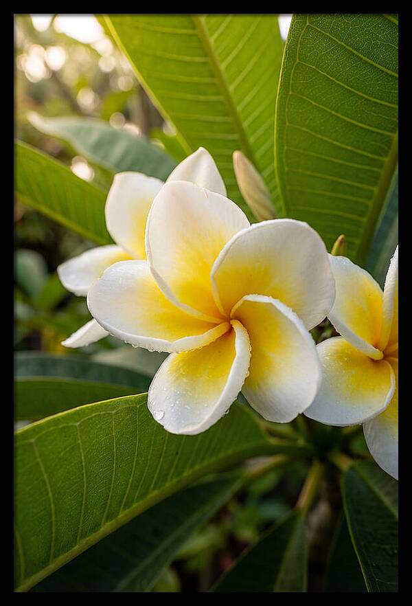 Plumeria Blossoms In Paradise