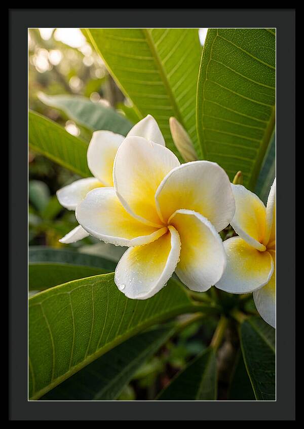 Plumeria Blossoms In Paradise