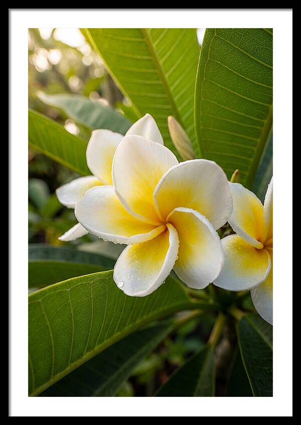 Plumeria Blossoms In Paradise