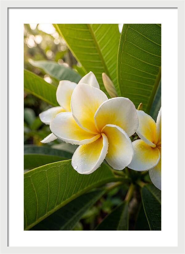 Plumeria Blossoms In Paradise