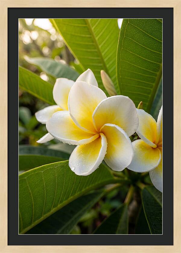 Plumeria Blossoms In Paradise