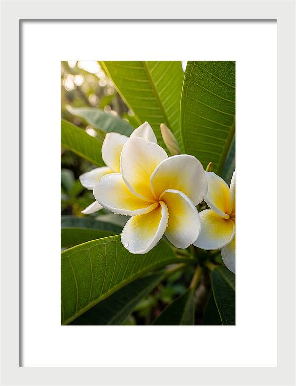 Plumeria Blossoms In Paradise