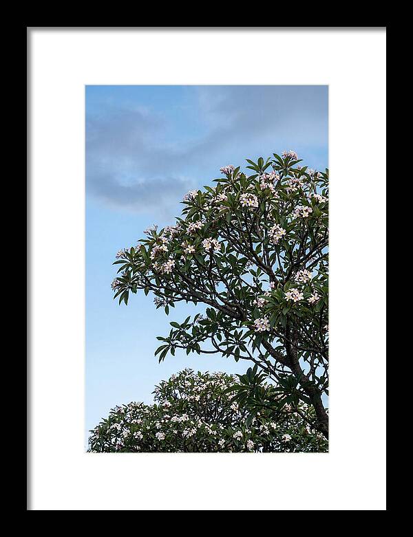 Plumeria Tree In Full Bloom