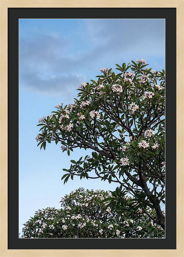 Plumeria Tree In Full Bloom